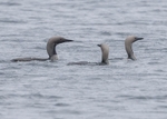 Black-throated Divers