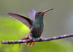 Rufous-tailed Hummingbird 4