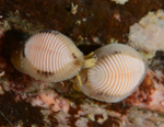 Trivia arctica