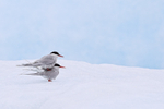 Arctic Tern pair on iceberg, Jokulsarlon, Iceland