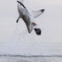 Great White Shark attacking decoy seal, Mossel Bay, South Africa