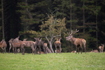 Red Deer Rut