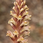 Ivy broomrape (Orobanche hederae)