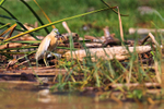 Squacco Heron portfolio