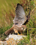 Kestrel stretching its wings at Durlston
