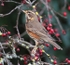 Redwing