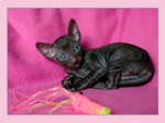Coco 3 weeks - 1