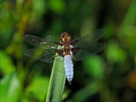 Broad-bodied Chaser