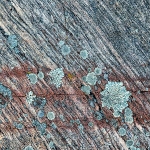 LICHENS - FRANKLIN ISLAND