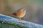 Dunnock