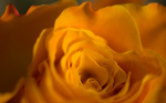 Yellow Rose