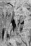 Disappearing African Elephants