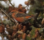 Male Crossbill