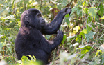 Bwindi (Ruhija)