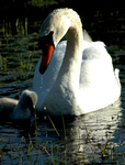 Swan and Cygnet at the Curlie