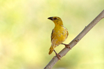 Village Weaver