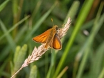Small Skipper