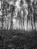 Storeton Woods Wirral England