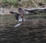 Osprey