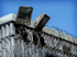 Roof of HMP Shepton Mallet