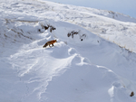 Red Fox in snowy scene, Hayden Valley, Yellowstone National Park