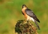 Sparrowhawk