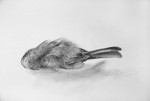 bird detail