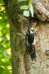 Feeding the impatient Great Spotted Woodpecker Chicks - 1 of 6