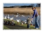 Feeding The Ducks  & Gulls F