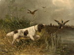 Countryside 13