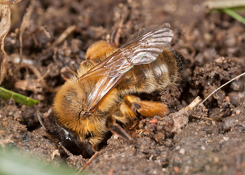 [i]Andrena nigroaenea[/i] female at a nest site.