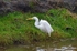 Great White Egret