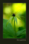 Paris quadrifolia