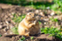 Black-Tailed Prairie Dog - DSC_1126