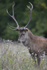 _H5X8594 Red Deer "Rut" 2015
