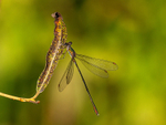 Willow Emerald Damselfly