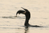 Neotropic Cormorant swallowing fish, Pantanal, Brazil