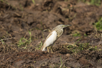 Squacco Heron.