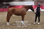 BPP_2579