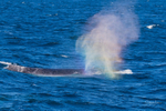 Humpback Rainbow Blows 3 0A3A6220