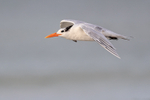 Royal Tern gliding close by, Fort De Soto, Florida