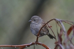 Dunnock