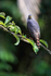 Roadside Hawk perched, Playa Cativo Lodge, Costa Rica