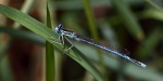 Blue Damselfly