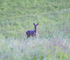 8th May Roe Buck