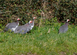 Game Birds portfolio
