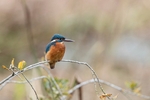 Kingfisher Alcedo Atthis064