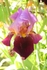 Iris 1043