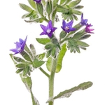 Italian Bugloss (Anchusa hybrida) MYN in the garden at Podere Montecucco, Orvieto