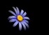 Osteospermum 56